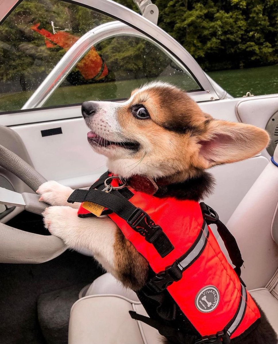 dog_rates's tweet photo. This is Ziggy. It’s his turn to drive the boat. He is the captain now. 13/10 no takebacks https://t.co/Yh3SQcKIcg