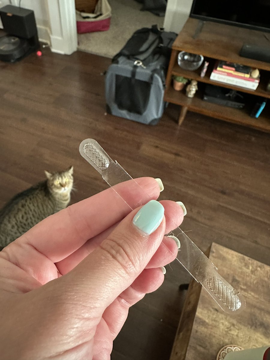 last night genevieve learned if you stand on one end of this plastic piece of garbage and lift the other end with your paw and let it go, it will make a snapping noise every time, and the most fun time to do it is 2am.