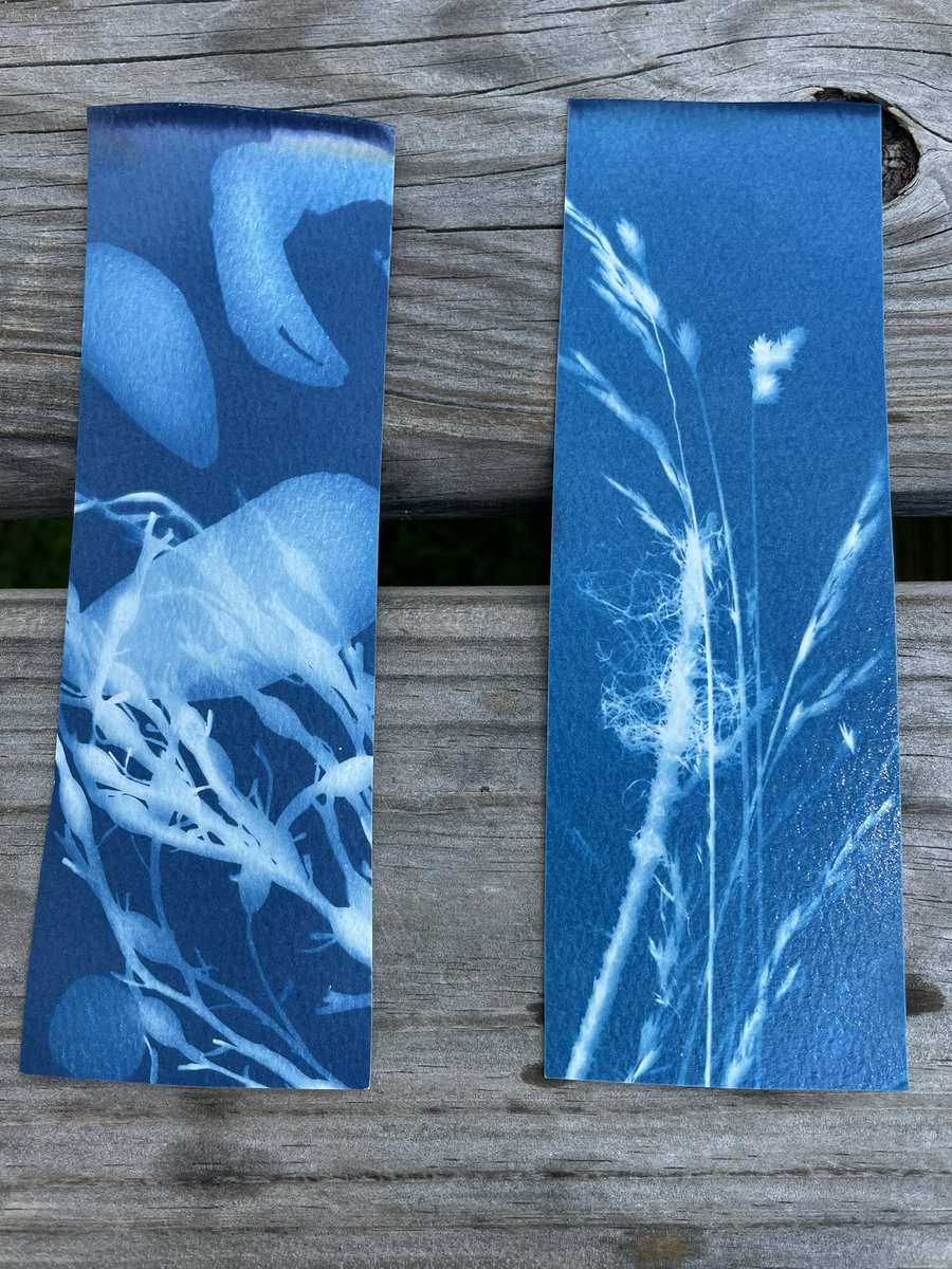 cpsmyers's tweet image. Last day at Hog Island Audubon Educators Week. This is one of the most incredible PD experiences I have had. @CPSDrWoods #cpsscience