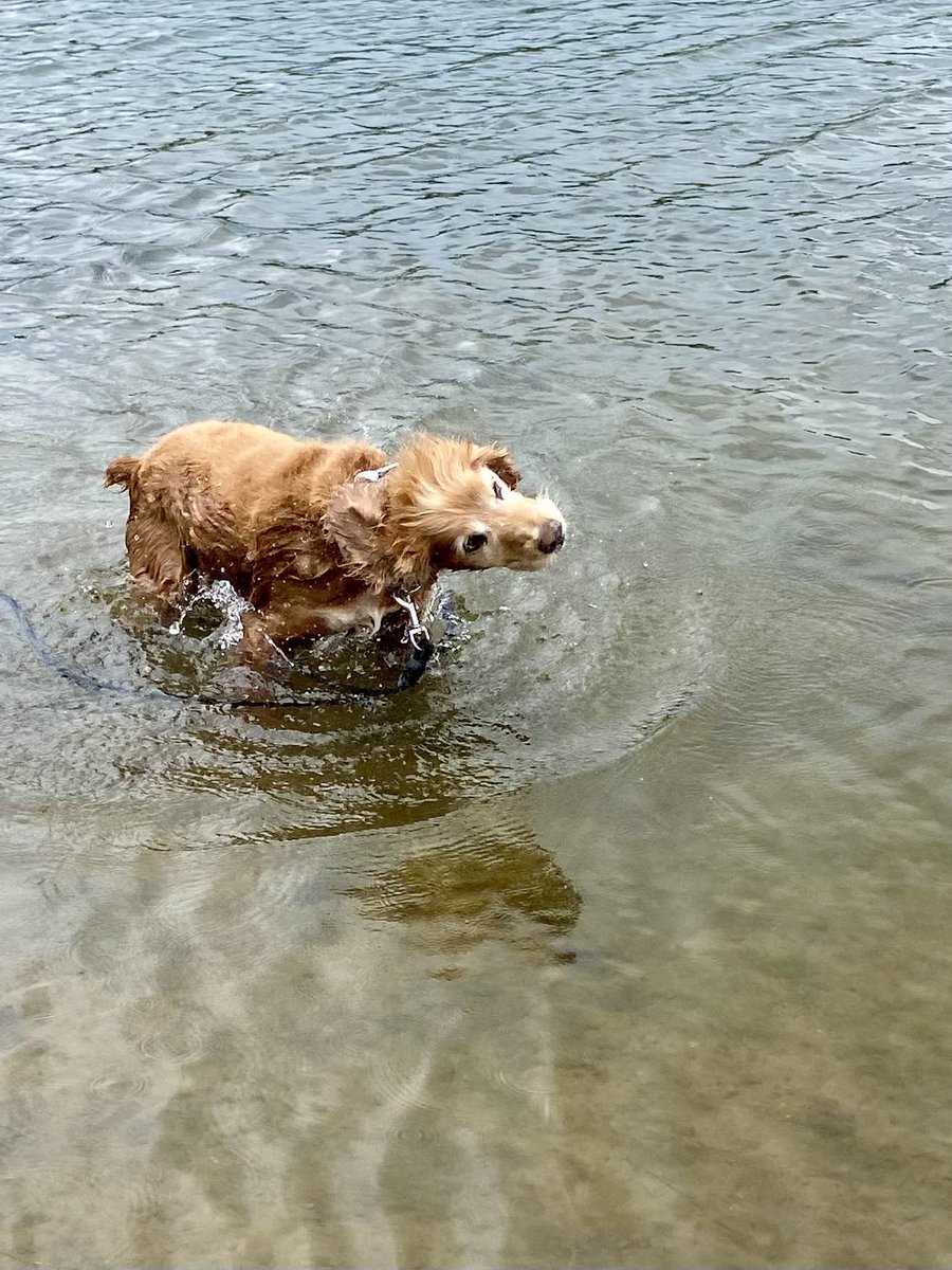 SpanielsSuper's tweet image. While mum &amp;amp; Ronnie were playing hippos in the mud 🦛

I had a paddle &amp;amp; before anyone realised it I was #Swimming 

I can swim #WhoKnew 

Mum needed Ronnie to swim #NoNotDoingIt #RonnieDoesntSwim 
#MuddyButt