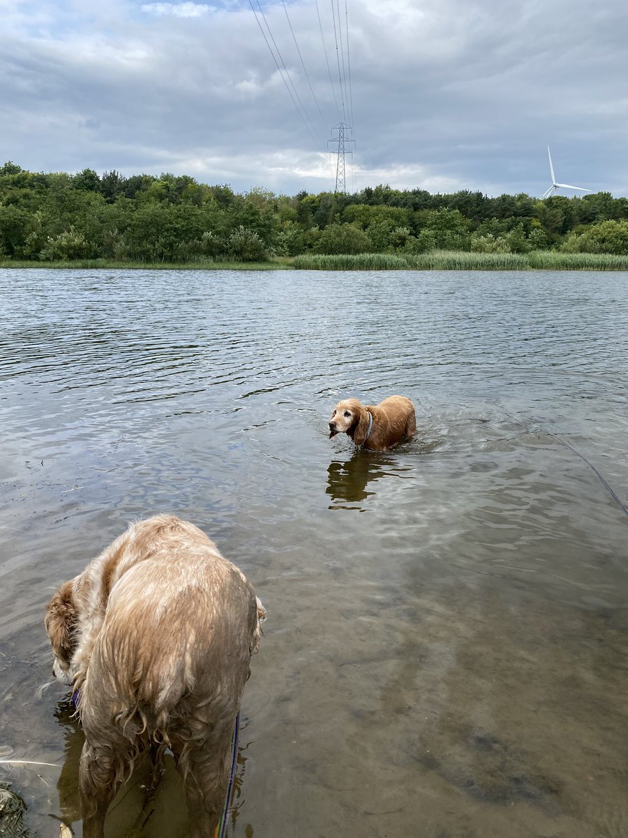 SpanielsSuper's tweet image. While mum &amp;amp; Ronnie were playing hippos in the mud 🦛

I had a paddle &amp;amp; before anyone realised it I was #Swimming 

I can swim #WhoKnew 

Mum needed Ronnie to swim #NoNotDoingIt #RonnieDoesntSwim 
#MuddyButt