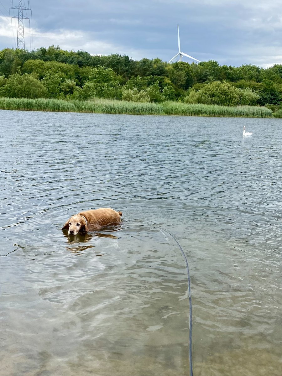 SpanielsSuper's tweet image. While mum &amp;amp; Ronnie were playing hippos in the mud 🦛

I had a paddle &amp;amp; before anyone realised it I was #Swimming 

I can swim #WhoKnew 

Mum needed Ronnie to swim #NoNotDoingIt #RonnieDoesntSwim 
#MuddyButt