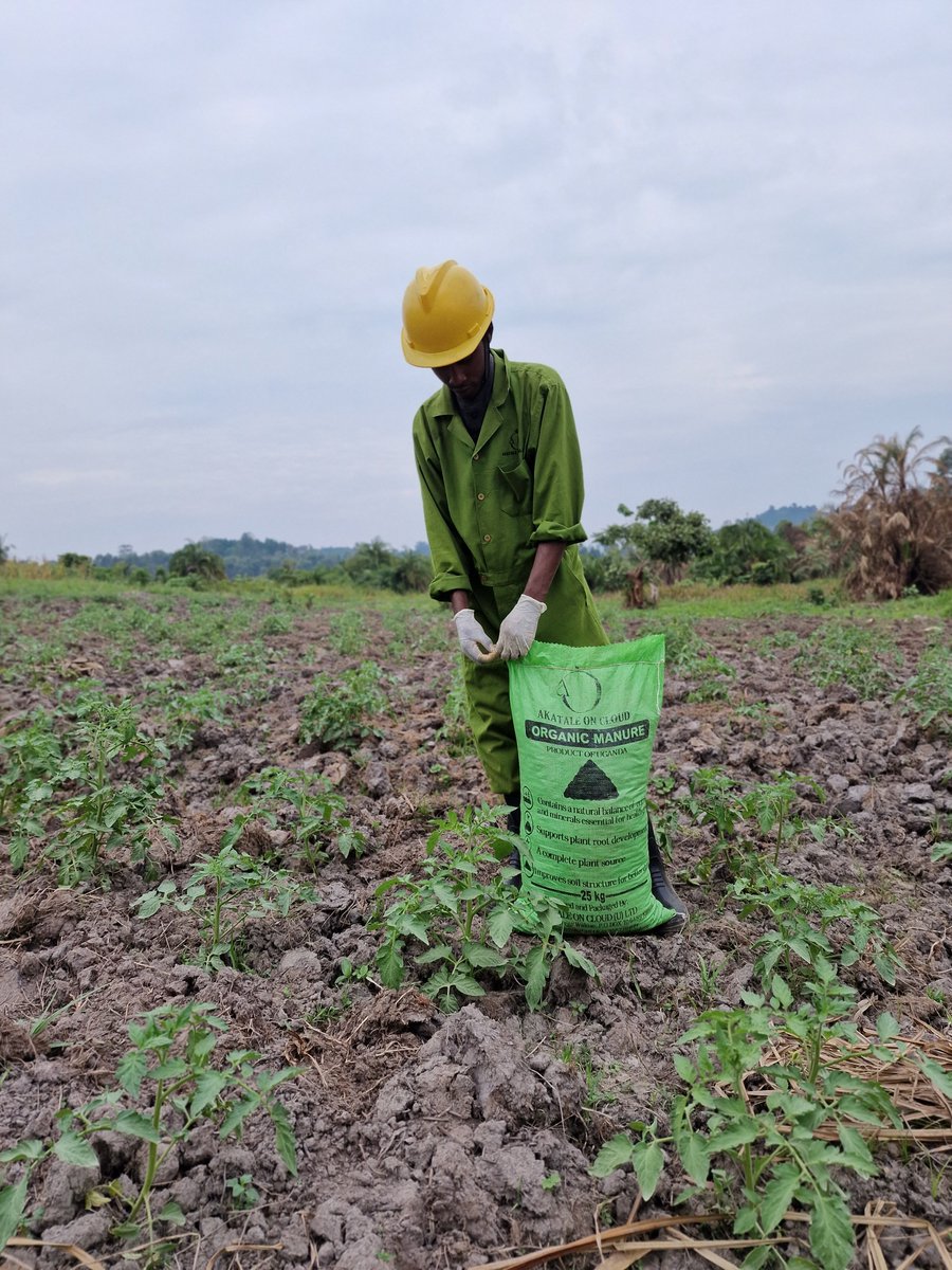 Akataleoncloud's tweet photo. 😎Get ready for a bountiful harvest! Our organic fertilizers are perfect for crop farmers who want to go green. 🎋 Join the movement towards sustainable agriculture and try our organic manure today! 👇#organicfarming #tomatofarmingtips #sustainabilitymatters #farmersrock https://t.co/JfkkJ33uEB