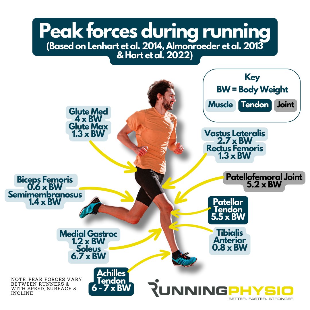 Peak forces on the calf, quads, glutes and hamstrings are high during running which is why it’s important to assess and strengthen these muscles after injury. We cover how to do this and lots more in our free Achilles video series. Access it now at clinicaledge.co/freeachilles