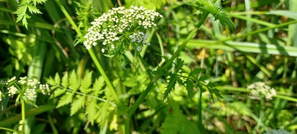 GarethStamp77's tweet photo. I'm thinking this might be lesser water parsnip? In a drying out ditch #wildflowerID @NatureLark https://t.co/DziJzCqYgg