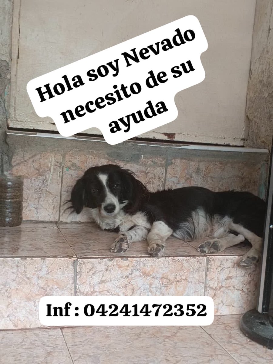 Este perrito comunitario se encuentra en el Guarataro callejón Unión tiene una hernia Perianal por lo cual no puede hacer sus necesidades y las personas que lo alinentan no cuentan con recursos para ayudarlo . Por favor alguna fundación  que lo ayude . Tlf : 04241472352.