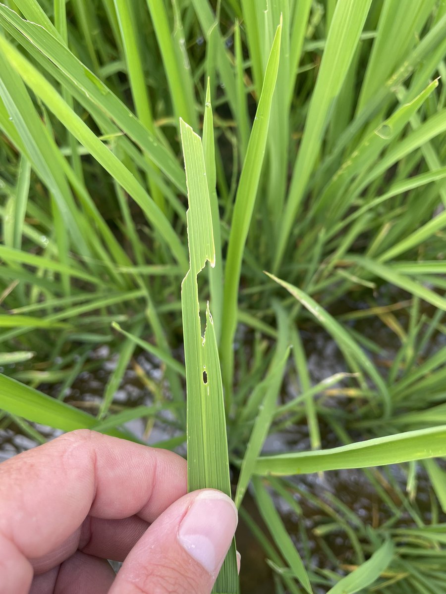 Kurt Beaty tweet media