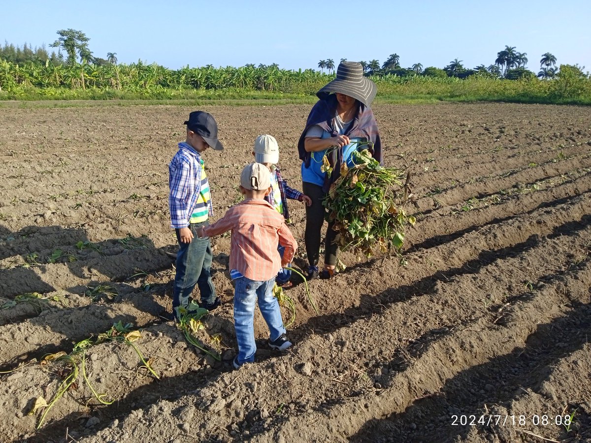 Nuria731022's tweet photo. En intensa jornada de trabajo voluntario participa la #DMTSS en #Yaguajay en la finca Santa Rosa de la Empresa Agropecuaria Obdulio Morales en saludo al 26 de julio
#SanctiSpíritusEn26 https://t.co/r88nlucOLl