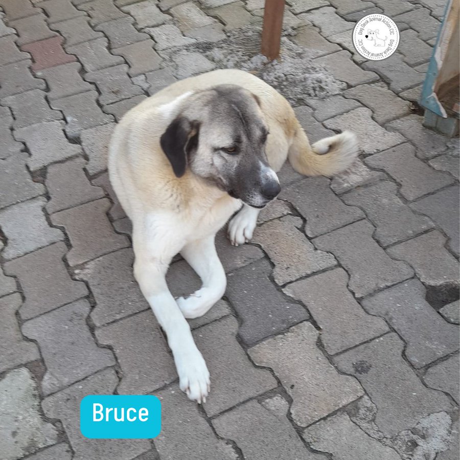 DogDeskAction's tweet image. We have lost 10 bags of food on declined cards this month so far 

We need to get Bruce covered please can you help by joining #KibbleClub its just £2 a month

donorbox.org/kibble-club
or      
paypal.com/donate/?hosted…  (check monthly)