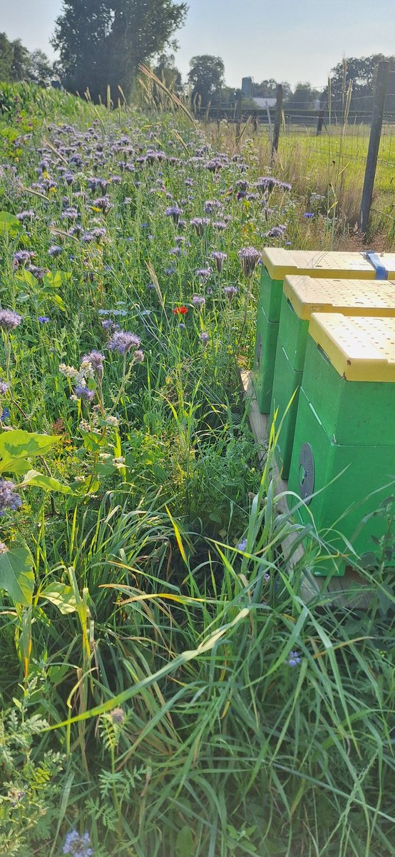 Tepper106Ingrid's tweet photo. Hoe mooi kan een akkerrand zijn.
Biodiversiteit op t boerenerf https://t.co/PFyzrQWpYP