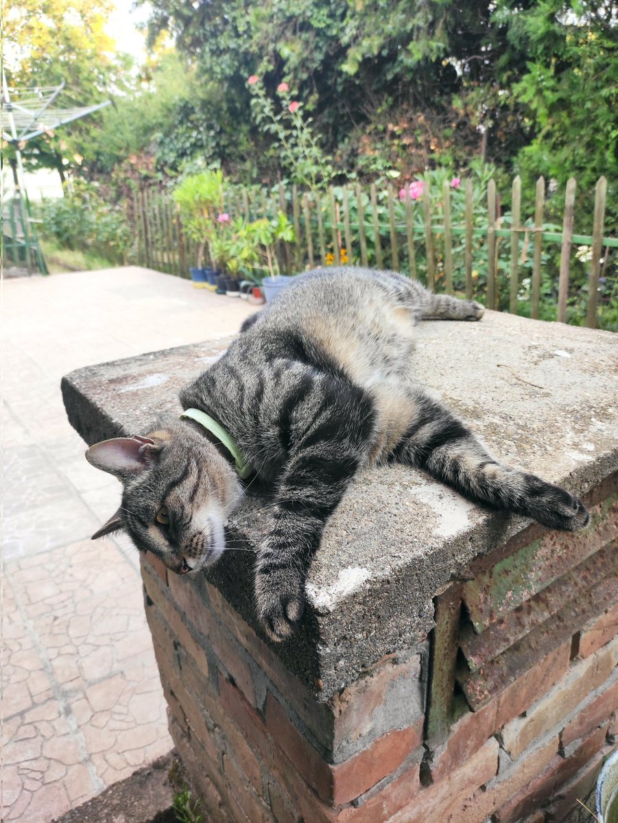 introvert_ish97's tweet image. Kinyúlt a macsek is, nem bírja a meleget. Mondjuk én a helyében nem a forró kövön feküdnék, de hát kinek mi...  (nem saját makka, a szomszédé, csak átjött látogatóba)