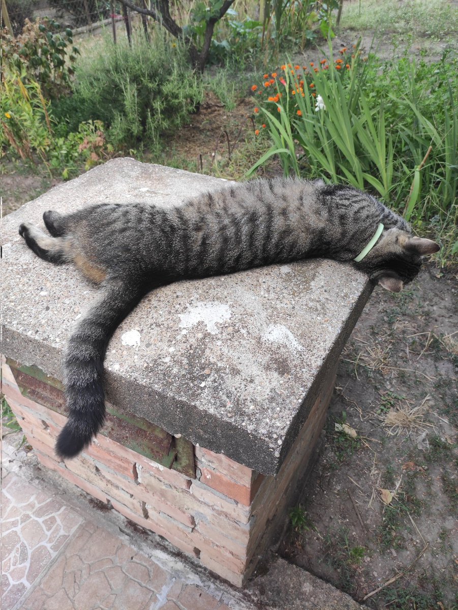 introvert_ish97's tweet image. Kinyúlt a macsek is, nem bírja a meleget. Mondjuk én a helyében nem a forró kövön feküdnék, de hát kinek mi...  (nem saját makka, a szomszédé, csak átjött látogatóba)