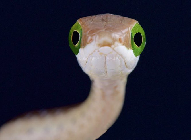 أرخميدس tweet media