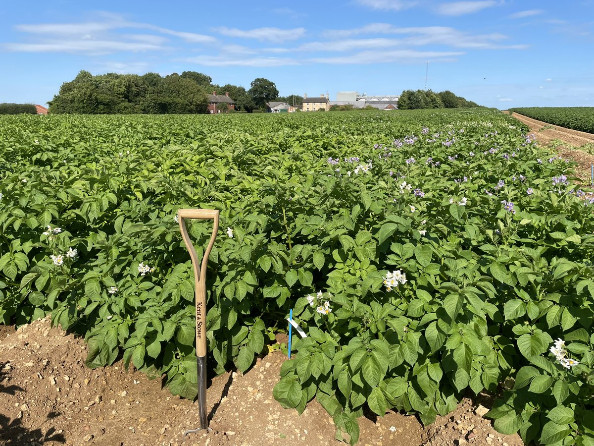 mstothard (@stothard11) on Twitter photo Things are developing nicely in our main crop variety plots at Caythorpe. In 4 weeks time these will all be desiccated and then we’ll start on our extensive yield, quality and sensory assessments 🌱🥔 <a href="/BranstonSeed/">Branston Seed</a> <a href="/Branston/">Branston Ltd</a> Things are developing nicely in our main crop variety plots at Caythorpe. In 4 weeks time these will all be desiccated and then we’ll start on our extensive yield, quality and sensory assessments 🌱🥔 <a href="/BranstonSeed/">Branston Seed</a> <a href="/Branston/">Branston Ltd</a>