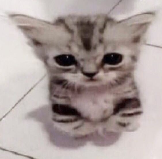 ⠀ ⠀⠀

⠀ ⠀⠀──── ⠀Buenos días cabroncitos⠀ ⠀⠀

⠀ ⠀