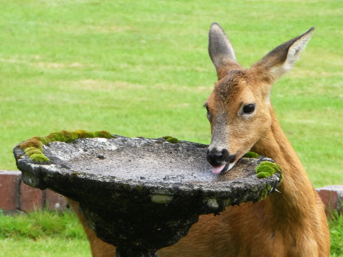 Thirsty times with all this hot weather (I've topped up the bird bath since).#nature #wildlife #photographylovers