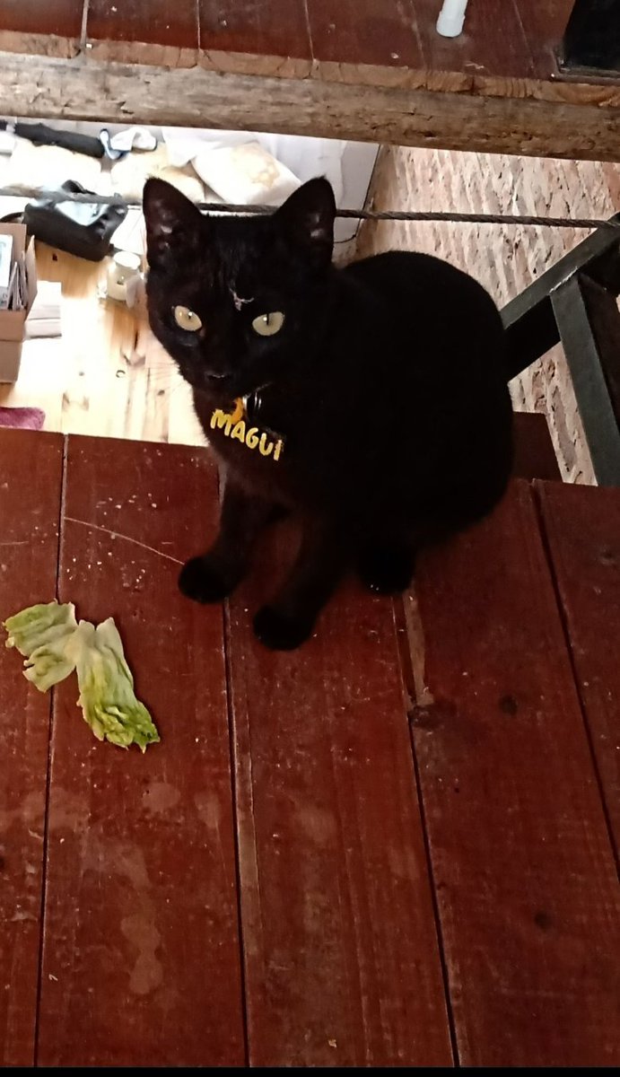 macavargas_'s tweet photo. @dra_rocks Mi gata todo el tiempo me hace este tipo de "regalos". Ratones, pájaros, viboritas, lagartijas, vivas o muertas. Pero sin duda mi favorito de todos los tiempos fue la lechuga marchita de origen desconocido https://t.co/OnqblrcYSU