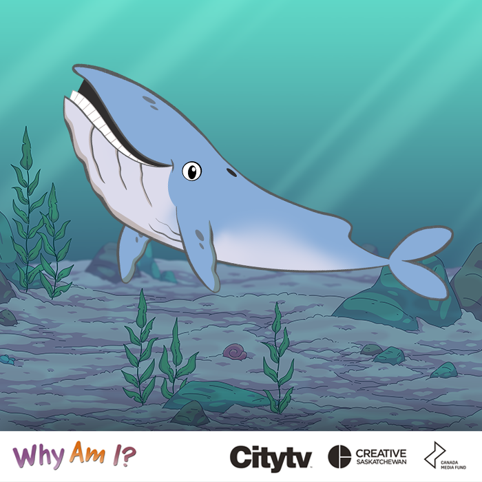 WhyAmIKids (@whyamitvshow) on Twitter photo Our BIGGEST episode yet premieres 📆 July 19 7:11 AM on Citytv Saskatchewan! 🐳 #WhyAmITVShow
<a href="/creativesask/">Creative Saskatchewan</a> <a href="/CMF_FMC/">Canada Media Fund</a> Our BIGGEST episode yet premieres 📆 July 19 7:11 AM on Citytv Saskatchewan! 🐳 #WhyAmITVShow
<a href="/creativesask/">Creative Saskatchewan</a> <a href="/CMF_FMC/">Canada Media Fund</a>