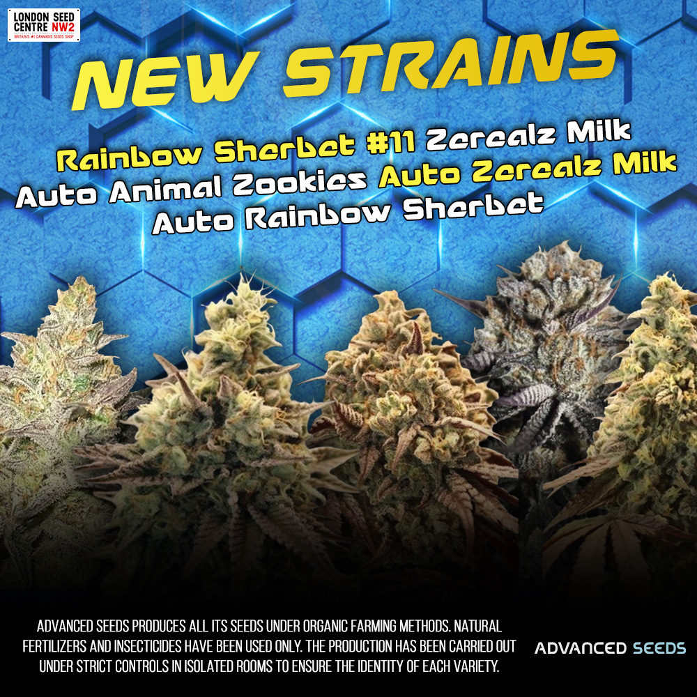 SeedCentre's tweet photo. New strains from Advanced Seeds.
https://t.co/8aI16SpyVc
#londonseedcentre #cannabisseeds #cannabis #weedstagram #advancedseeds https://t.co/0nJVdsAqdO