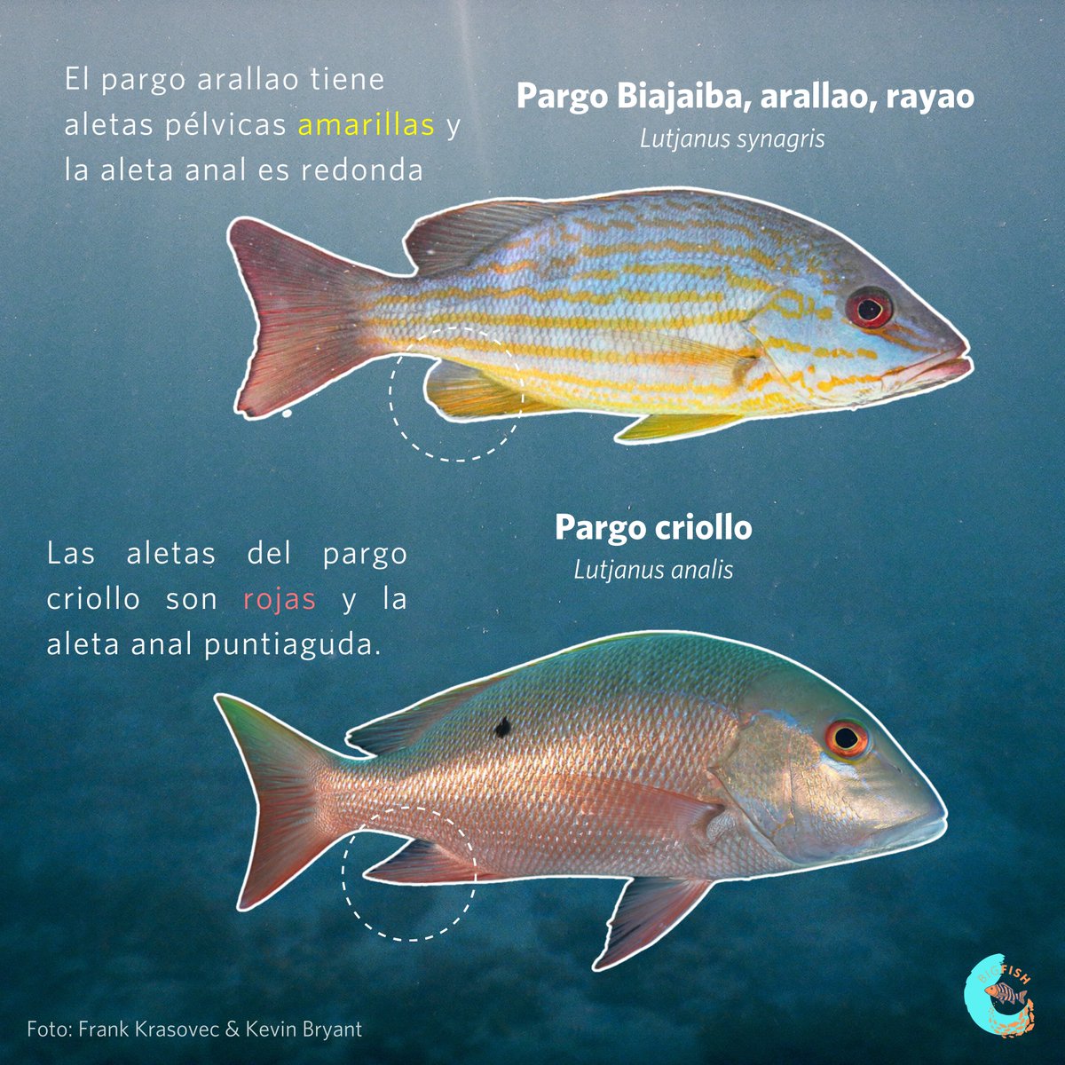 BigFishInit's tweet photo. 🔍 🐠 Para los pescadores, distinguir las distintas especies de pargos es pan comido. Pero a algunos aficionados a la pesca, les cuesta identificar las diferencias entre especies. 

Consulta el post de hoy para aprender a distinguir el pargo criollo y el pargo rayao. https://t.co/QxFLjZB28l
