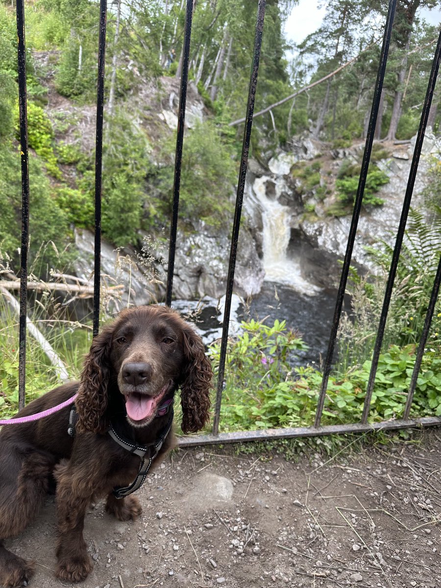 coco_should's tweet photo. Some loverly waterfalls on our walkies this afternoon. https://t.co/nqUPFTaSW7