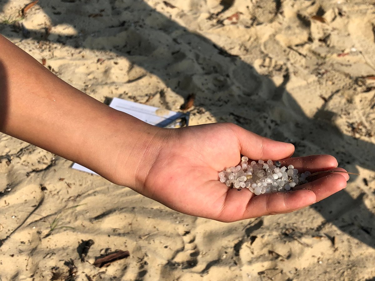 THANK YOU @RepSherrill for cosponsoring the Plastic Pellet Free Waters Act, which would stop these tiny plastic pellets from polluting our coasts and waterways. #PlasticFree