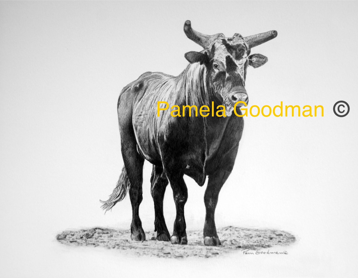 Pet Portrait Drawings by Pamela Goodman (@petartist5) on Twitter photo 