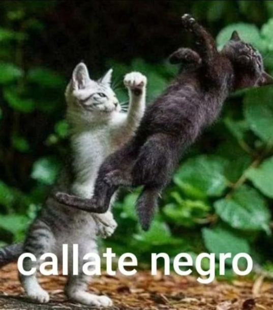 ElMatt / Nigg3rkiss tweet media