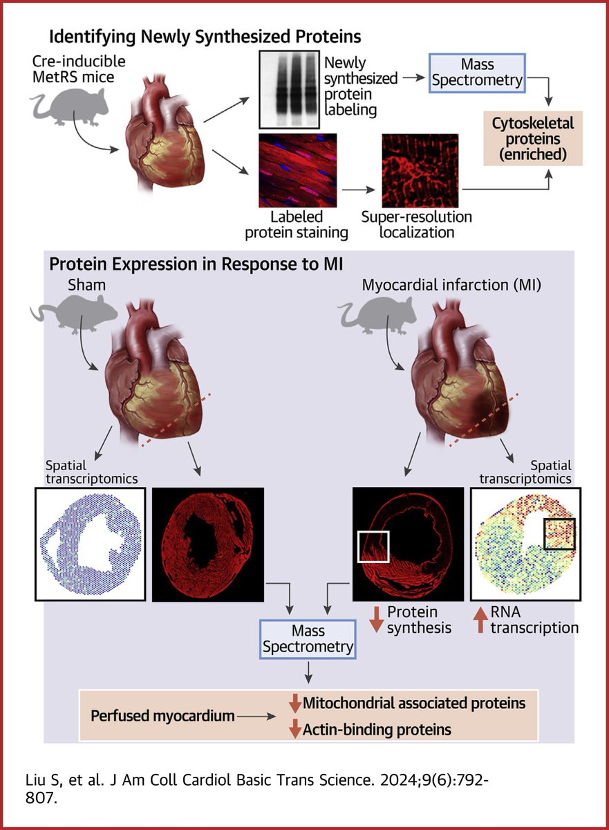In this editorial, Drs. <a href="/Dr_TommyMartin/">Thomas Martin</a> and Leslie Leinwand discuss findings of decreased protein synthesis but increased mRNA expression in the infarct zone after experimental myocardial infarction. bit.ly/3y3gu4q

#cvCAD #cvMI #JACCBTS