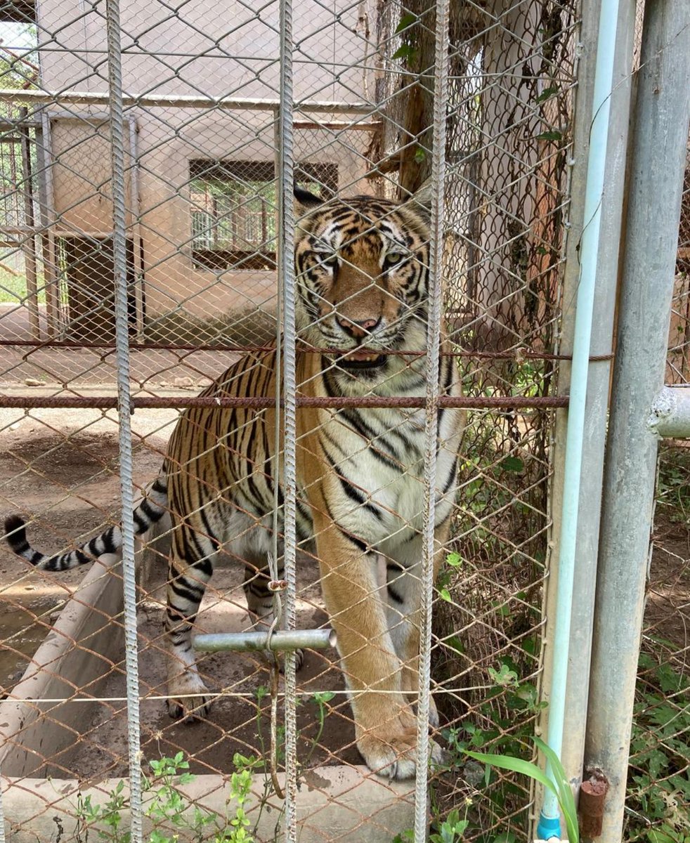 ForTigersOrg's tweet image. 26 #tigers remain from 2016's #TigerTemple shutdown, living in government care. To provide them with the best care as they age, we’re fundraising for medicine, supplements and boomer balls for enrichment. You can help by donating here: fortigers.enthuse.com/donate#!/