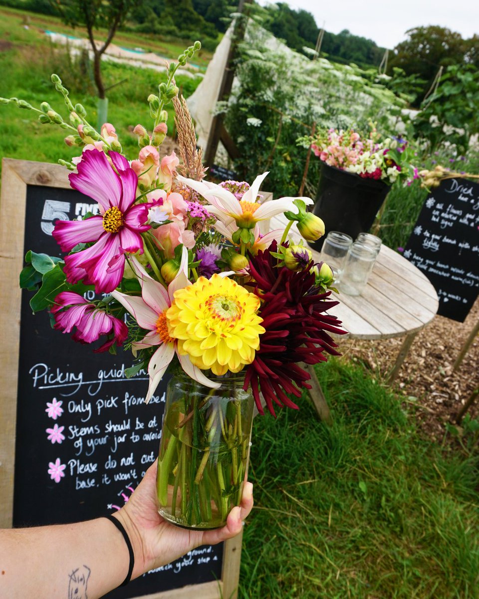 fiveacrefarmer's tweet photo. Visit us every Saturday and Sunday to pick your own flowers 💐

No need to book, head to our farm in Backwell, pick up a jar and snips and enjoy! https://t.co/riRhejVDQ7