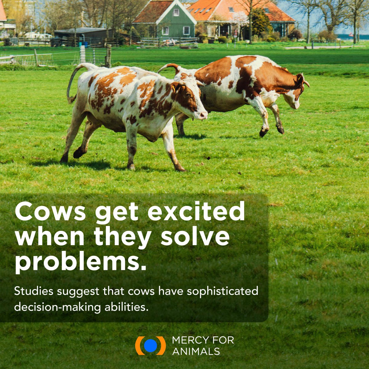 Mercy For Animals tweet media