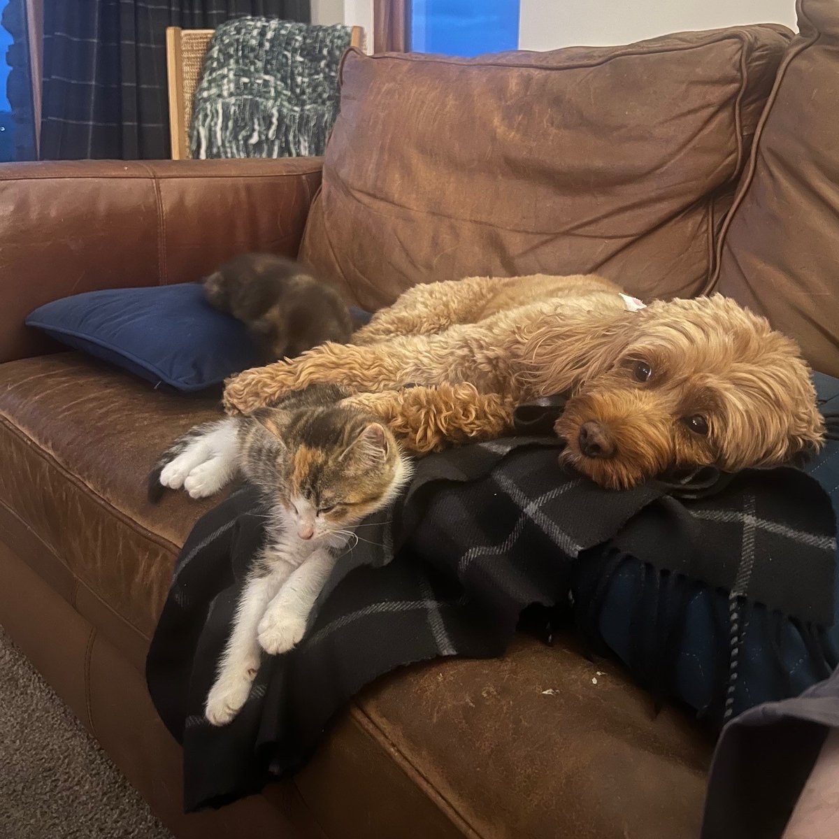 We have been spending a lot of time with our newest additions to the Aurora Family.

Meet Misty and Coco.

They are 10 weeks old and we think you will agree very cute…they are exceptional at needing to be stroked and making us sit down on the couch!