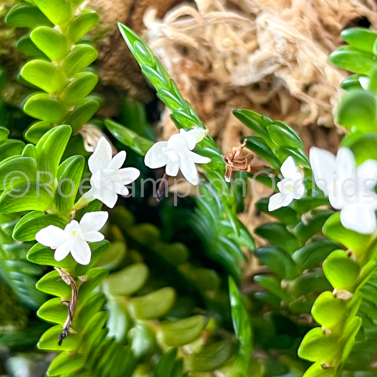 Roeorchids's tweet photo. Angraecum distichum
3 years of growth (SWIPE TO SEE)
-
Four years ago, we added our first Angraecum distichum to our own collection, and what a journey it's been! Native to the forests of Madagascar
#Roehamptonorchid https://t.co/sk8Y9Ocgor