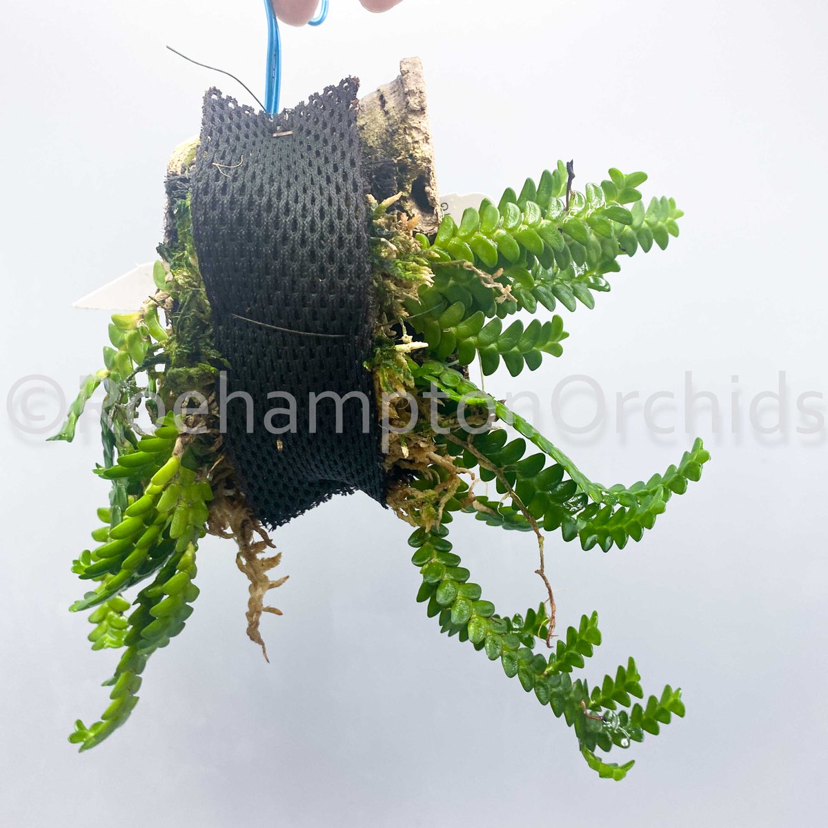 Roeorchids's tweet photo. Angraecum distichum
3 years of growth (SWIPE TO SEE)
-
Four years ago, we added our first Angraecum distichum to our own collection, and what a journey it's been! Native to the forests of Madagascar
#Roehamptonorchid https://t.co/sk8Y9Ocgor