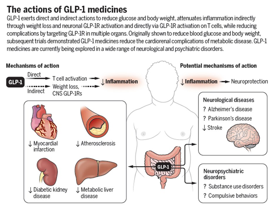 As GLP-1 science expands beyond glucose control #T2D and #weightloss new indications are being explored in the clinic, highlighting potential roles for GLP-1 in neuroprotection, substance use disorders, metabolic liver disease and more <a href="/ScienceMagazine/">Science Magazine</a> science.org/doi/10.1126/sc…