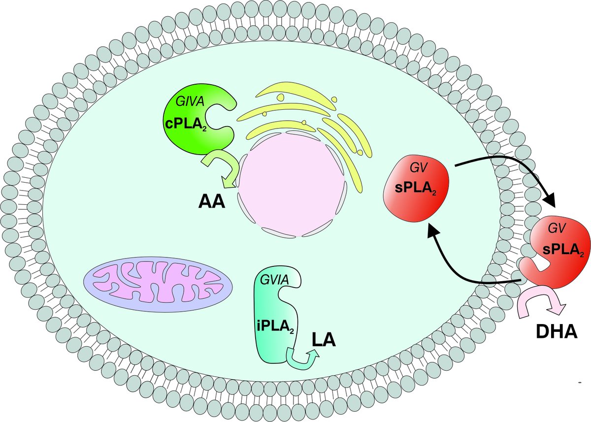 UC San Diego School of Physical Sciences (@ucsdphysci) on Twitter photo Certain enzymes play a crucial role in our body's inflammatory immune response, and now researchers from <a href="/UCSDChemBiochem/">UCSD Chem Biochem</a> have reported on the selectivity of these enzymes in macrophage cells, revealing new insights in treating disease.
bit.ly/3W5SXrC Certain enzymes play a crucial role in our body's inflammatory immune response, and now researchers from <a href="/UCSDChemBiochem/">UCSD Chem Biochem</a> have reported on the selectivity of these enzymes in macrophage cells, revealing new insights in treating disease.
bit.ly/3W5SXrC