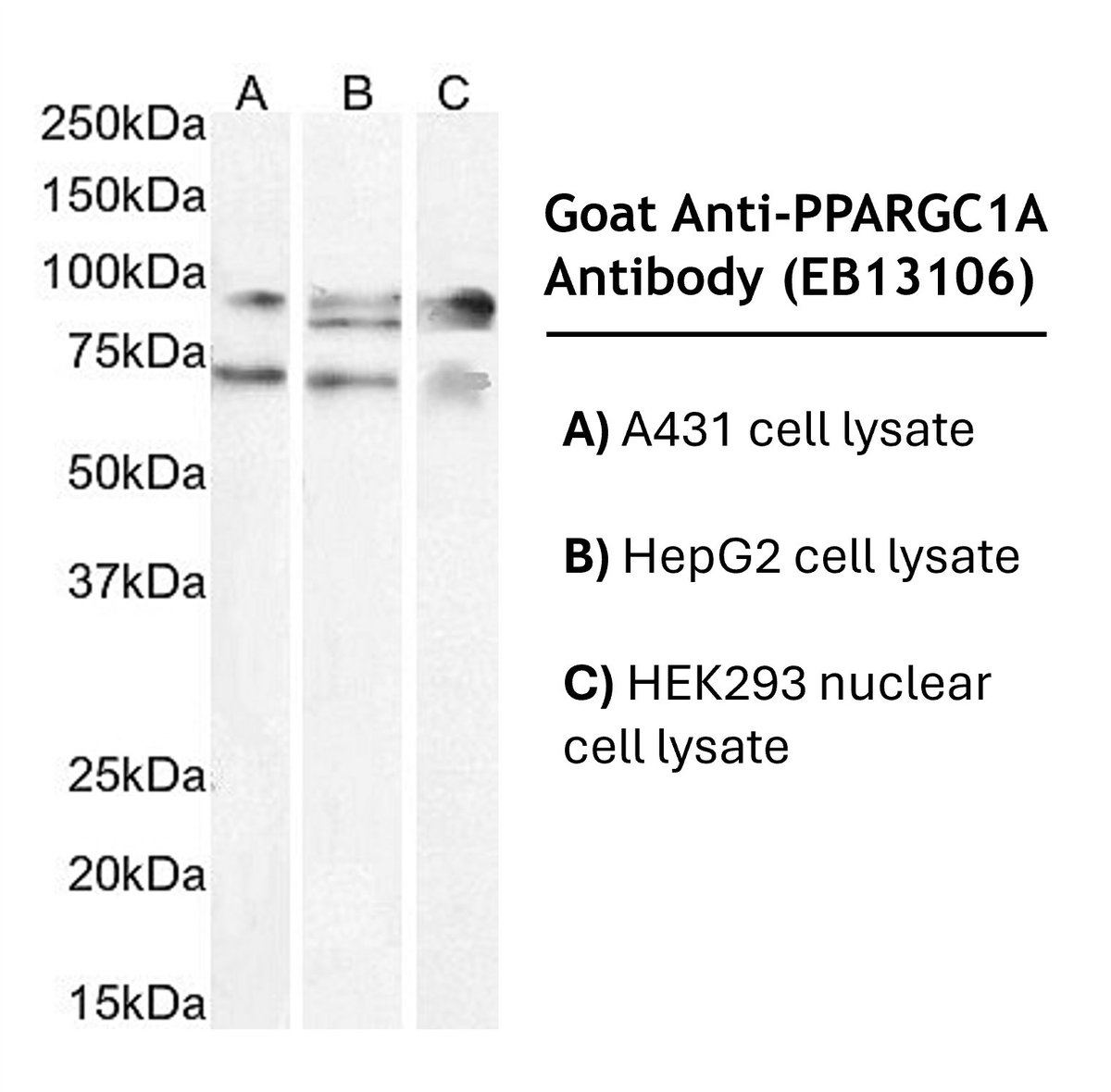 Absolute Biotech tweet media