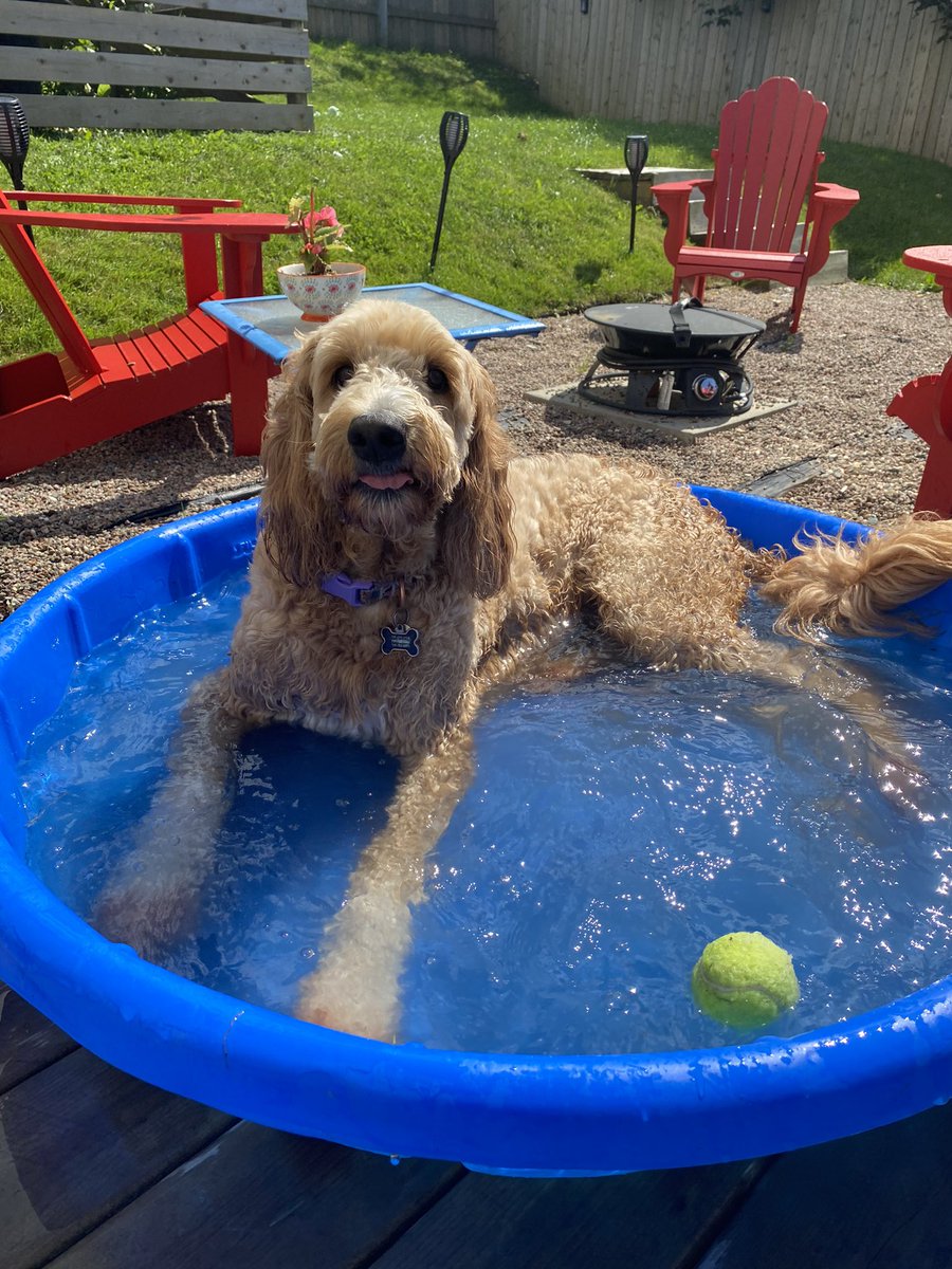 JoAnnDecker6's tweet photo. Dog days of summer☀️#phoebe https://t.co/zxUrnjmqKh