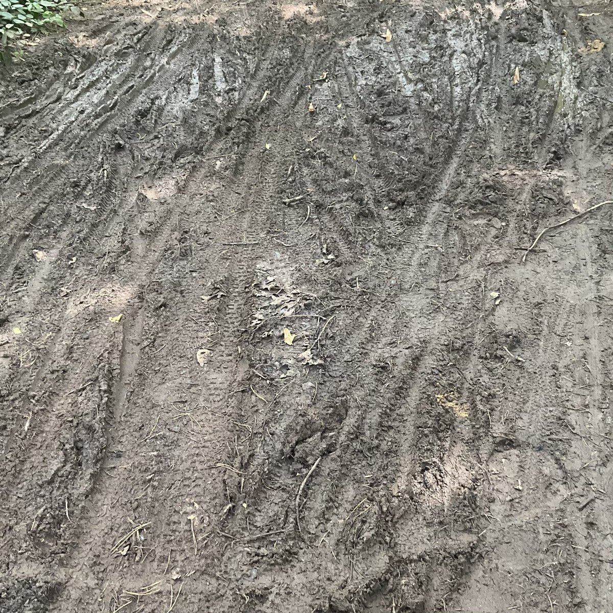 alfred barnard tweet media