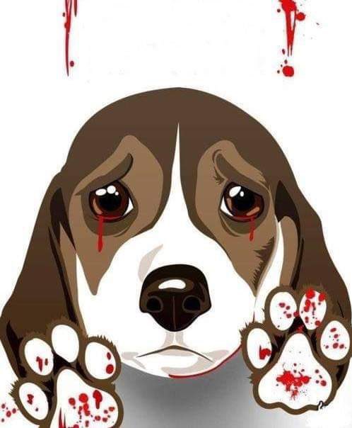 guclusinemm's tweet photo. Başıboş köpek jargonunu çıkardılar yetmedi plartfom dernek kurdular onlarca trol hesapla hem hayvanseverleri ,hemde hayvanları hedef gösterdiler. Ne üretime ne kısırlaştırma yapmayan belediyelere hesap sormadılar .

 #KediKöpekKatliamınaDurDe https://t.co/F5dNePhvRa