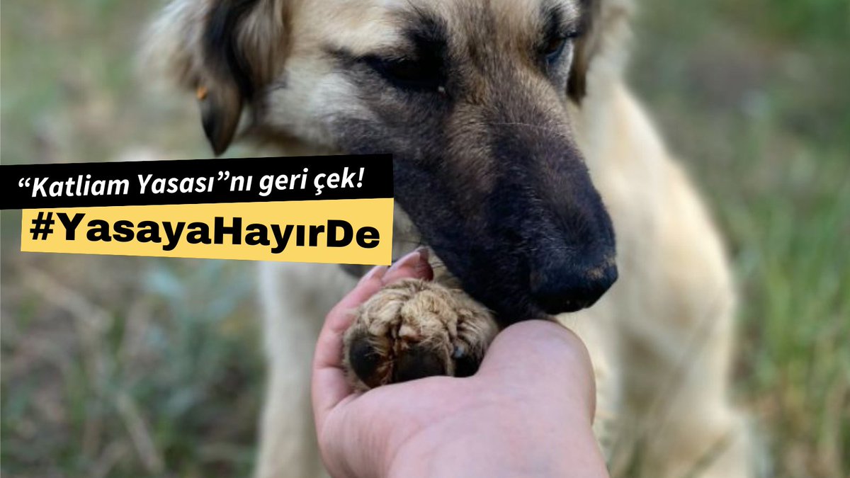 Türk Veteriner Hekimleri Birliği Başkanı Prof Dr. Murat Arslan dün komisyonda yaptığı konuşmada teklifte 13 Haziran 1932 tarihli ve 2123 sayılı Resmî Gazete’de sahipsiz hayvanların hepsinin öldürülmesine ilişkin yayınlanan genelgeye referans verilmesi ile ilgili şunları söyledi: