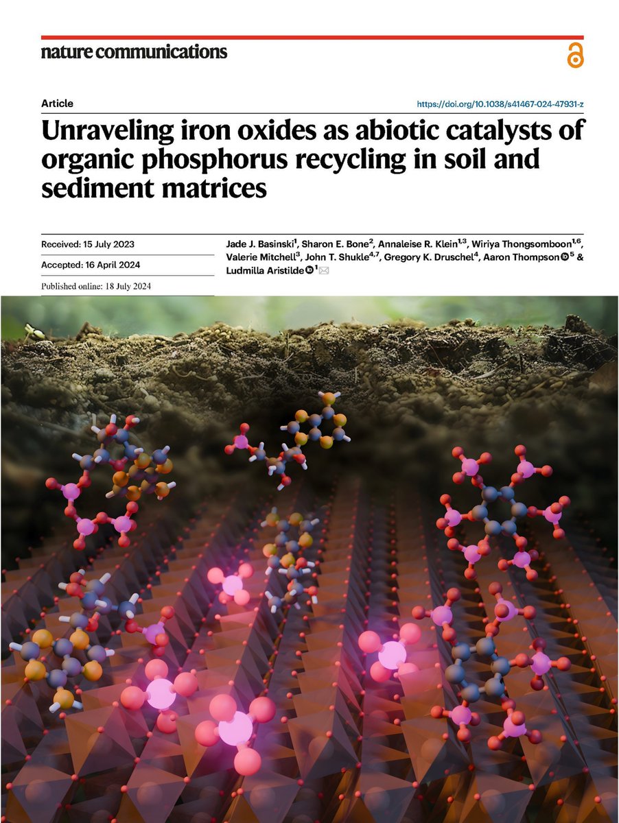 Organic P recycling without biology? Is this missing piece in #phosphorus #geochemistry? 
Just published <a href="/NatureComms/">Nature Communications</a>, <a href="/AristildeLab/">Aristilde Lab @ Northwestern Engineering</a> reveals #iron oxide minerals as #catalysts cleaving phosphate from biomolecules in #soil and #sediment. <a href="/doescience/">DOE Office of Science</a>
Link: nature.com/articles/s4146…
