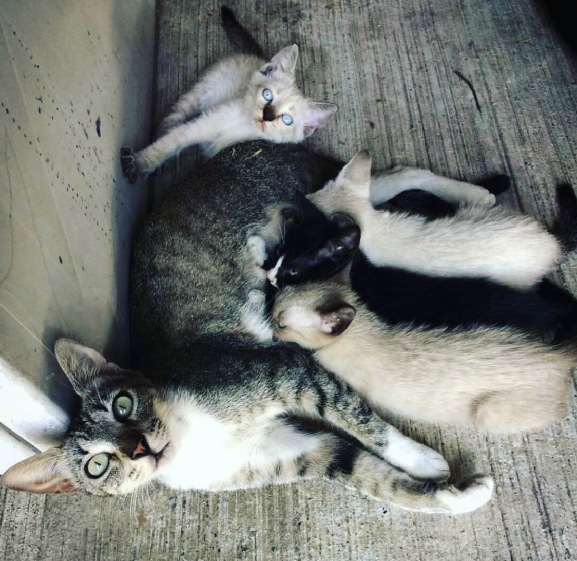 jesustarrega's tweet photo. Hace nueve años llegó Carlitos a mi vida 🐈  ojalá esté muchos más 🥰 https://t.co/HR6m4REIFD