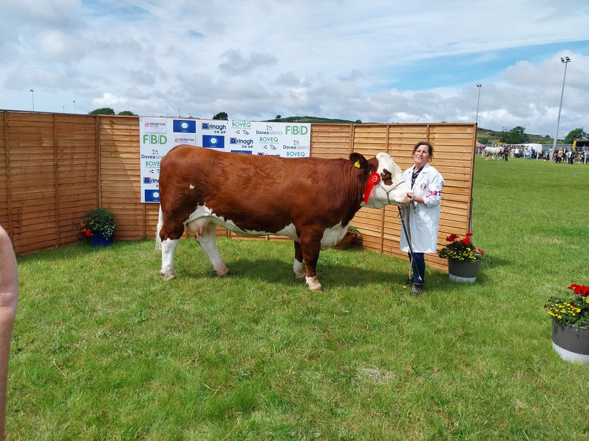 Dunworley Herefords (@dherefords) on Twitter photo Dunworley Ivy makes it 3 in a row winning at Carbery Show today whilst also getting Reserve Champion. She's starting to grow on us. <a href="/IrishHereford/">Irish Hereford</a> Dunworley Ivy makes it 3 in a row winning at Carbery Show today whilst also getting Reserve Champion. She's starting to grow on us. <a href="/IrishHereford/">Irish Hereford</a>