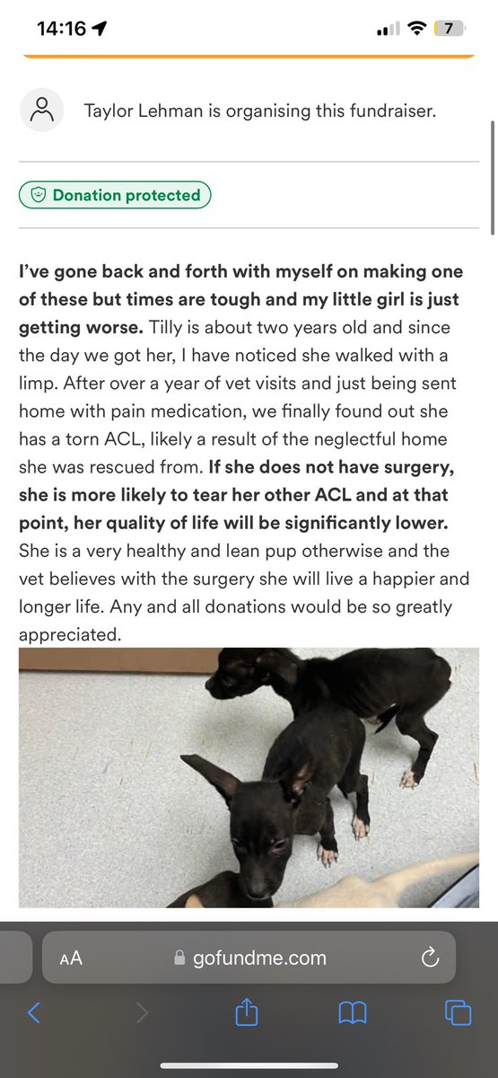 Riley66869185's tweet photo. This is Tilly, till is my cousins beautiful puppy. Unfortunately due to being in a neglected first home, Tilly’s ACL is torn and needs repaired asap. Due to everything going on in the world, and life in general, we need a little help. 

https://t.co/T4XGwmUU69 https://t.co/C4SLueyoRB