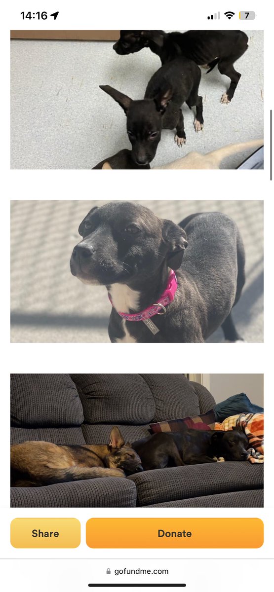 Riley66869185's tweet photo. This is Tilly, till is my cousins beautiful puppy. Unfortunately due to being in a neglected first home, Tilly’s ACL is torn and needs repaired asap. Due to everything going on in the world, and life in general, we need a little help. 

https://t.co/T4XGwmUU69 https://t.co/C4SLueyoRB