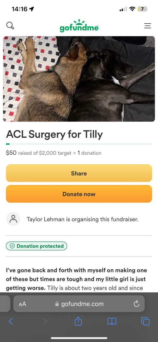 Riley66869185's tweet photo. This is Tilly, till is my cousins beautiful puppy. Unfortunately due to being in a neglected first home, Tilly’s ACL is torn and needs repaired asap. Due to everything going on in the world, and life in general, we need a little help. 

https://t.co/T4XGwmUU69 https://t.co/C4SLueyoRB