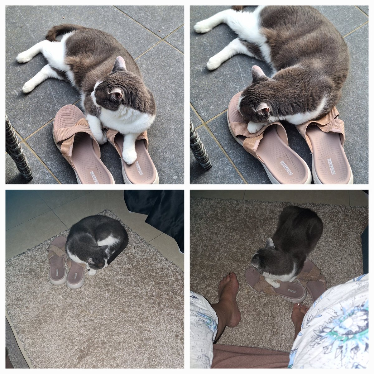 TDebbaut's tweet photo. @SKECHERSUSA I have 10+ pairs of Skechersin all shapes and colors, but my cat is only enormously protective of this pair. Did you put catnip in these? Do you sell pawsized slippers? https://t.co/Uvgt7qHOv4