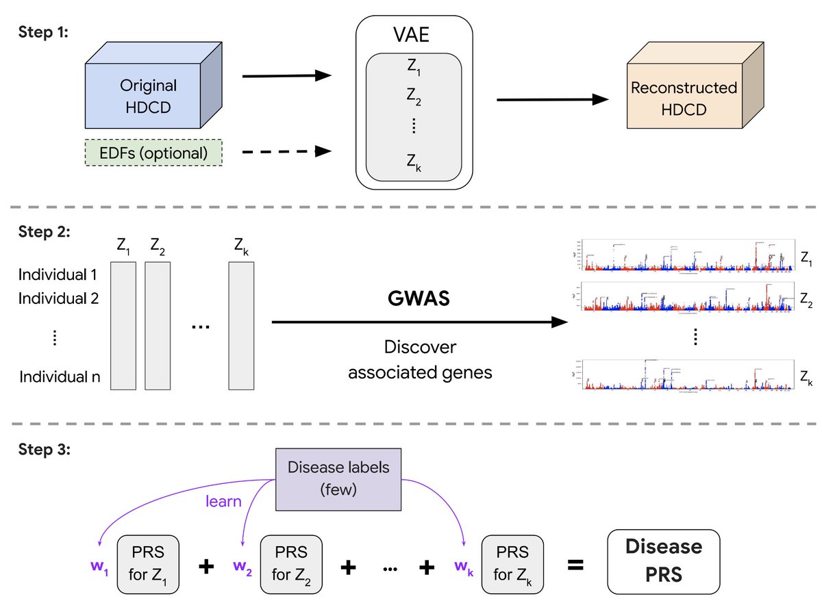 REGLE, a new method to understanding the genetic basis of organ function, leverages high-dimensional clinical data, requires no disease labels, and can incorporate expert-defined knowledge to reveal deeper insights into how our organs work. Learn more → goo.gle/3y5UdD7